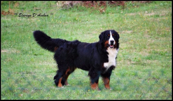 D'Ainhoa - 50 EXPOSICIÓN INTERNACIONAL CANINA DE BILBAO