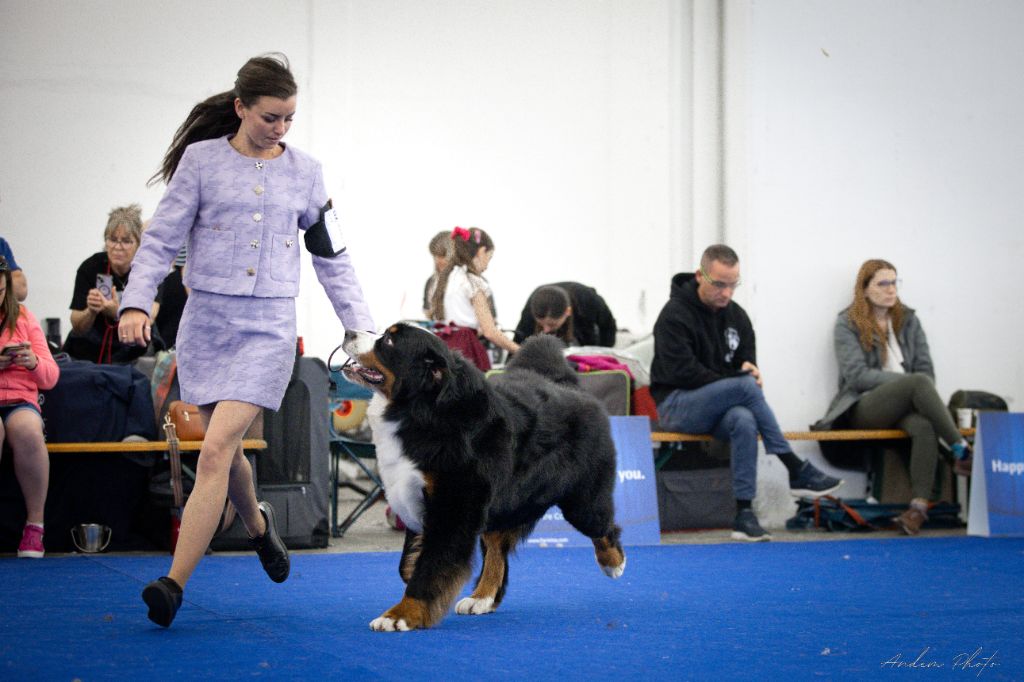 D'Ainhoa - World Dog Show Zagreb 2024