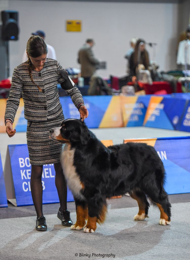 D'Ainhoa - Tarzan Champion Internationale