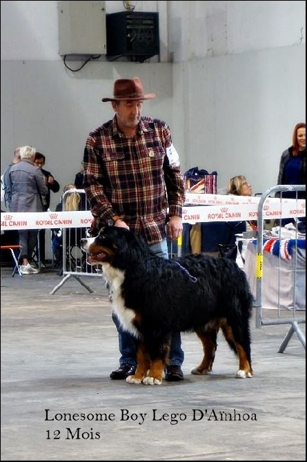 D'Ainhoa - Exposition Cacs Cacib Marseille  2016