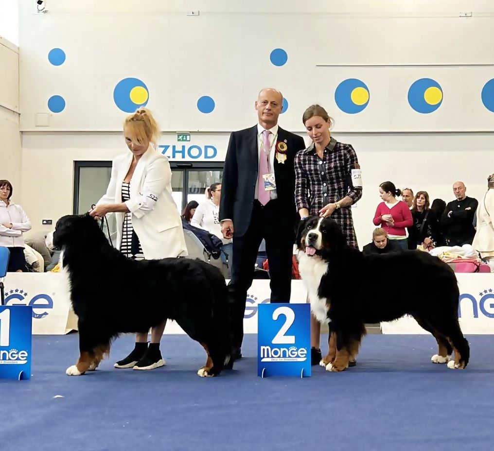 D'Ainhoa - Euro Dog Show 2024 | Slovénie