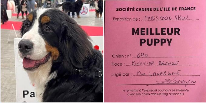 D'Ainhoa - Paris Dog Show 2023