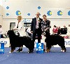  - Euro Dog Show 2024 | Slovénie