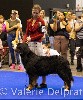  - World Dog Show 2023, Genève