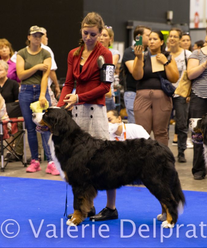 D'Ainhoa - World Dog Show 2023, Genève