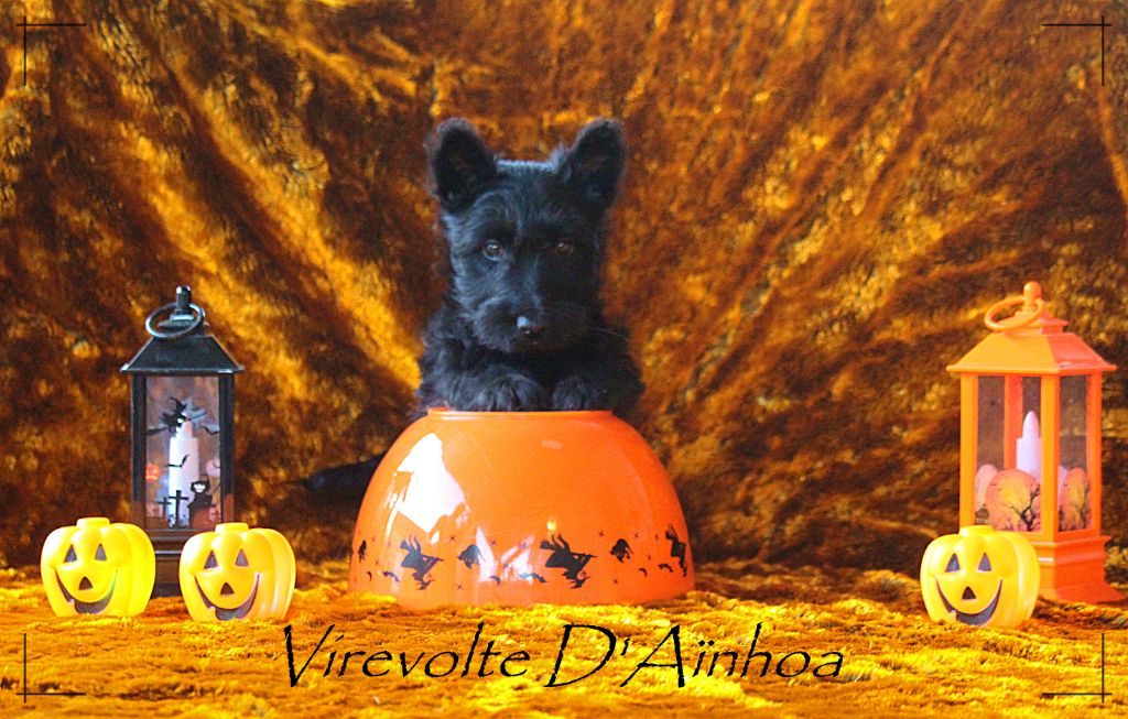 D'Ainhoa - Chiot disponible  - Scottish Terrier