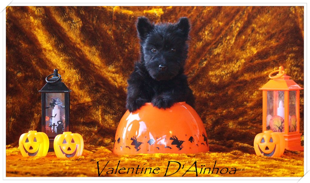 D'Ainhoa - Chiot disponible  - Scottish Terrier