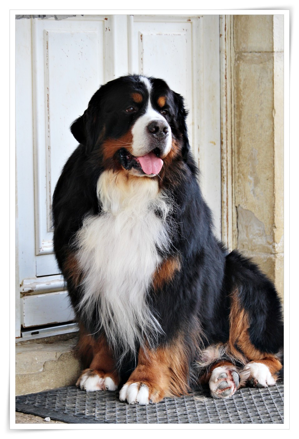 Richard coeur de lion D'Ainhoa