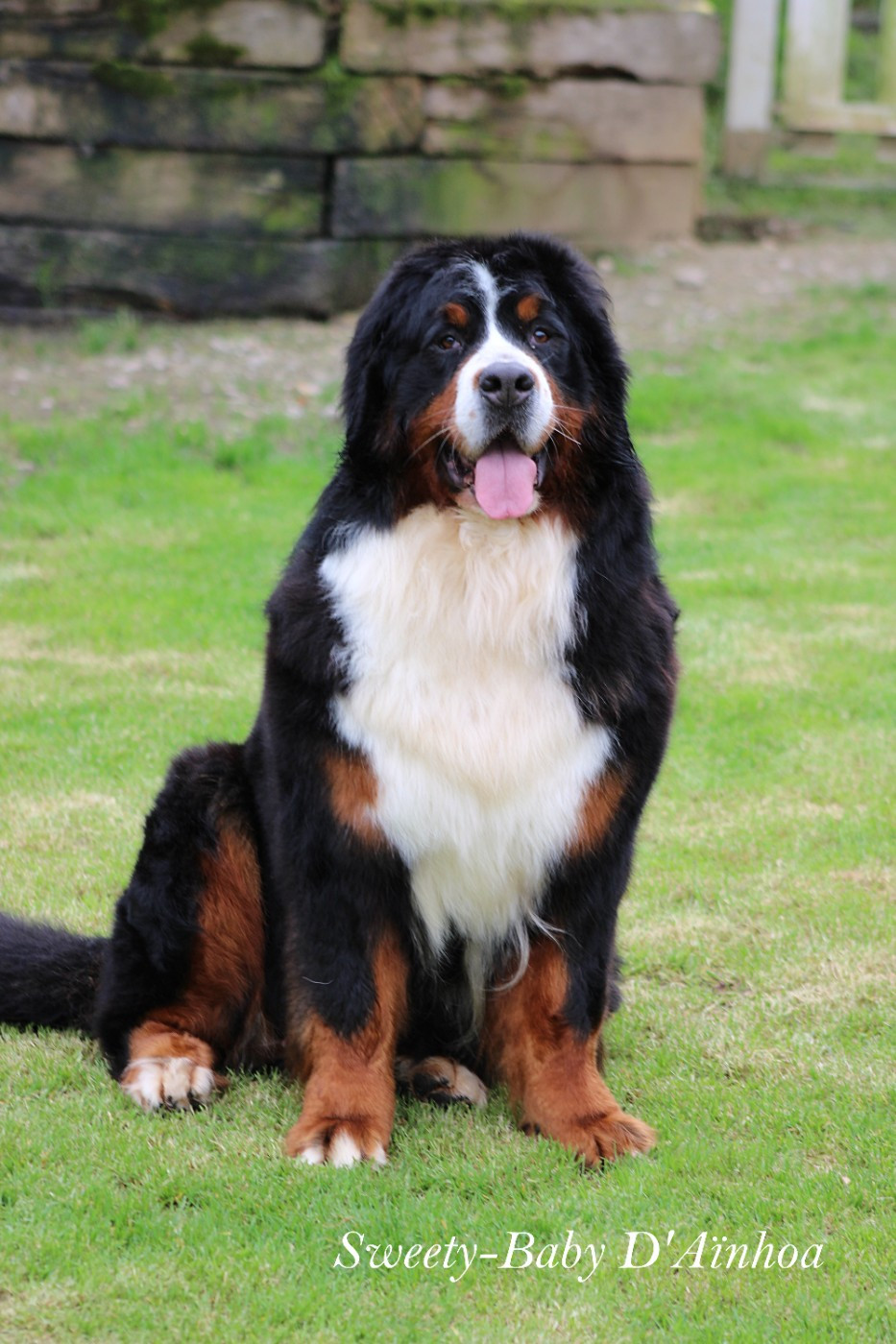 Sweety-baby D'Ainhoa