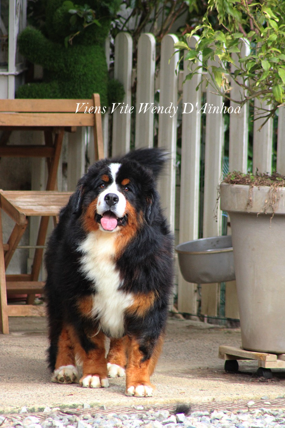 Viens vite wendy D'Ainhoa