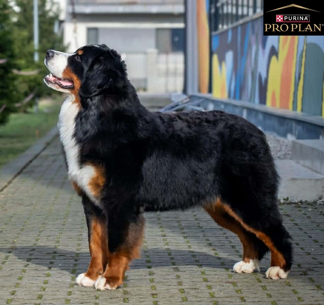 CH. rocketberner Mirage