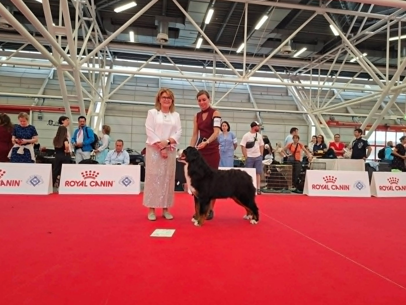 D'Ainhoa - World Dog Show Bologne 2026
