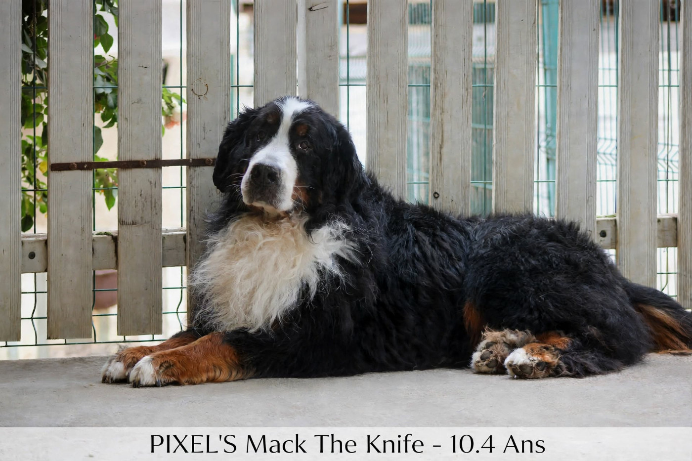D'Ainhoa - 10.4 Ans pour Mack