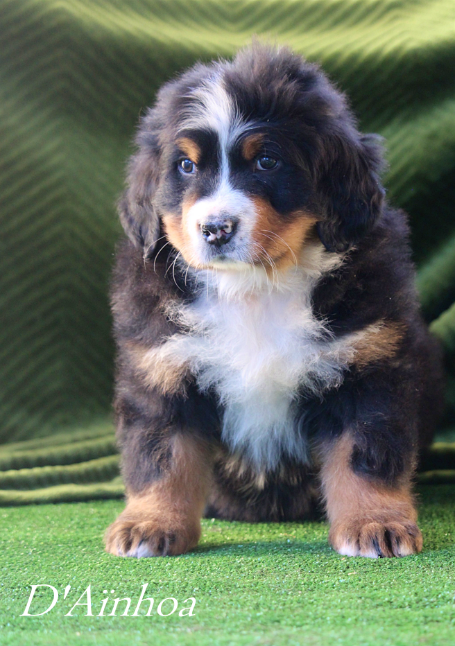 D'Ainhoa - Chiots disponibles - Bouvier Bernois