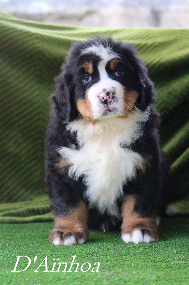 D'Ainhoa - Chiots disponibles - Bouvier Bernois