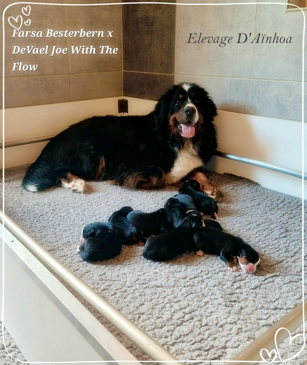 Chiot Bouvier Bernois D'Ainhoa