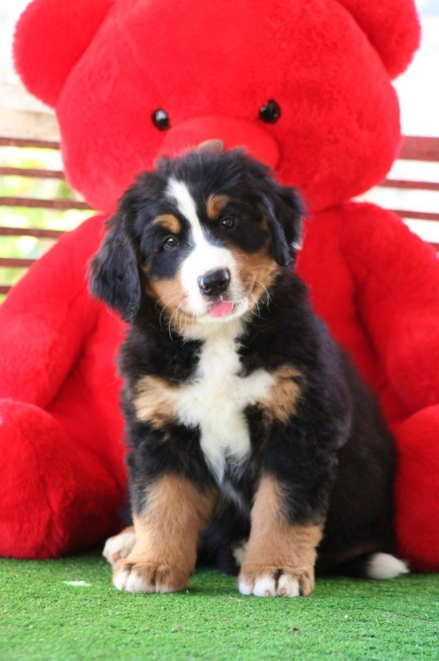 D'Ainhoa - Chiots disponibles - Bouvier Bernois