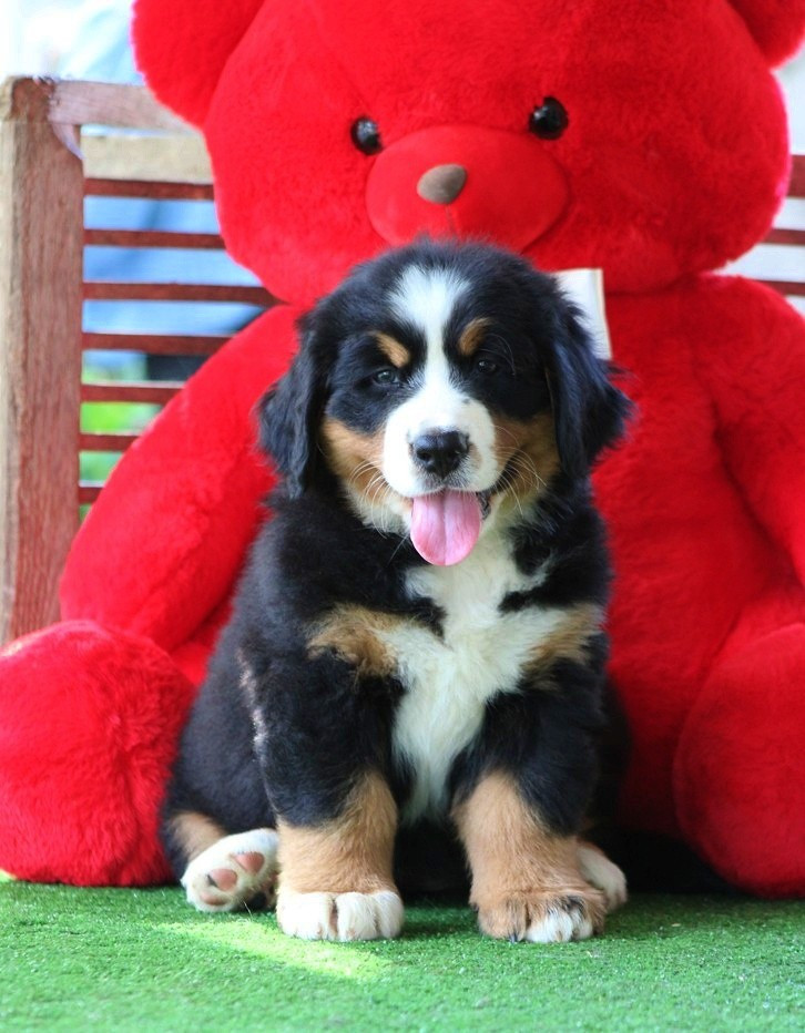 D'Ainhoa - Chiots disponibles - Bouvier Bernois