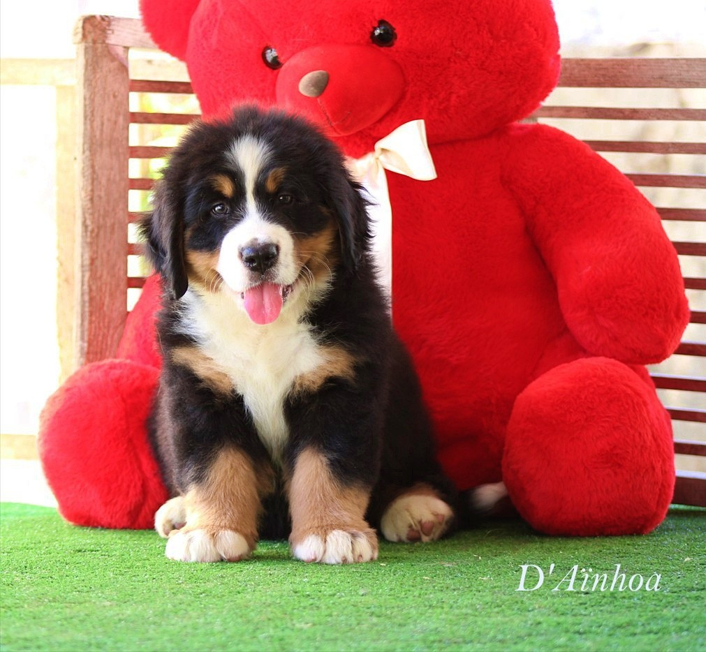 D'Ainhoa - Chiots disponibles - Bouvier Bernois
