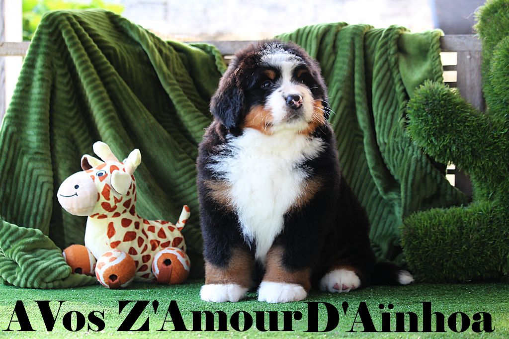 D'Ainhoa - Chiots disponibles - Bouvier Bernois
