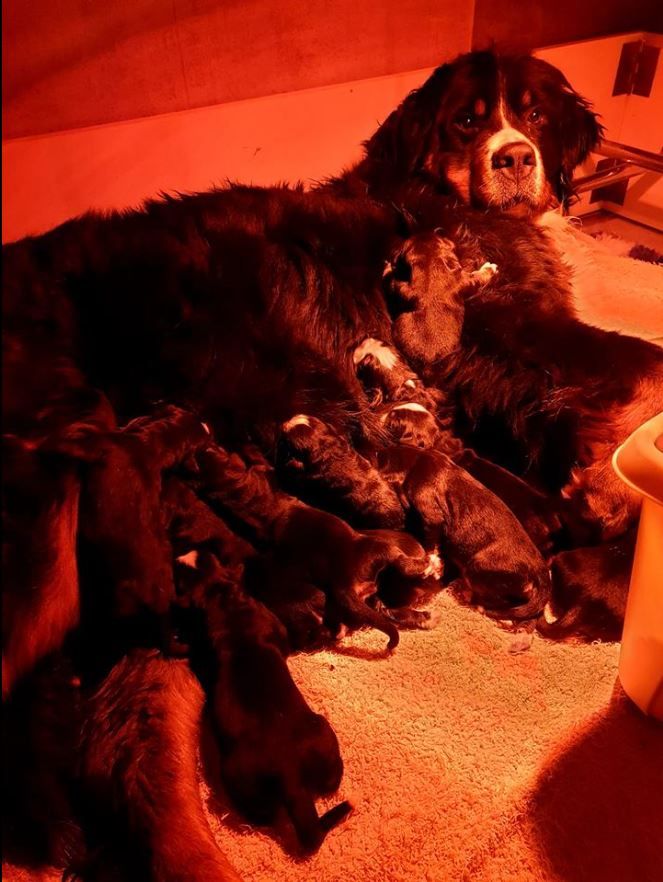 Chiot Bouvier Bernois D'Ainhoa