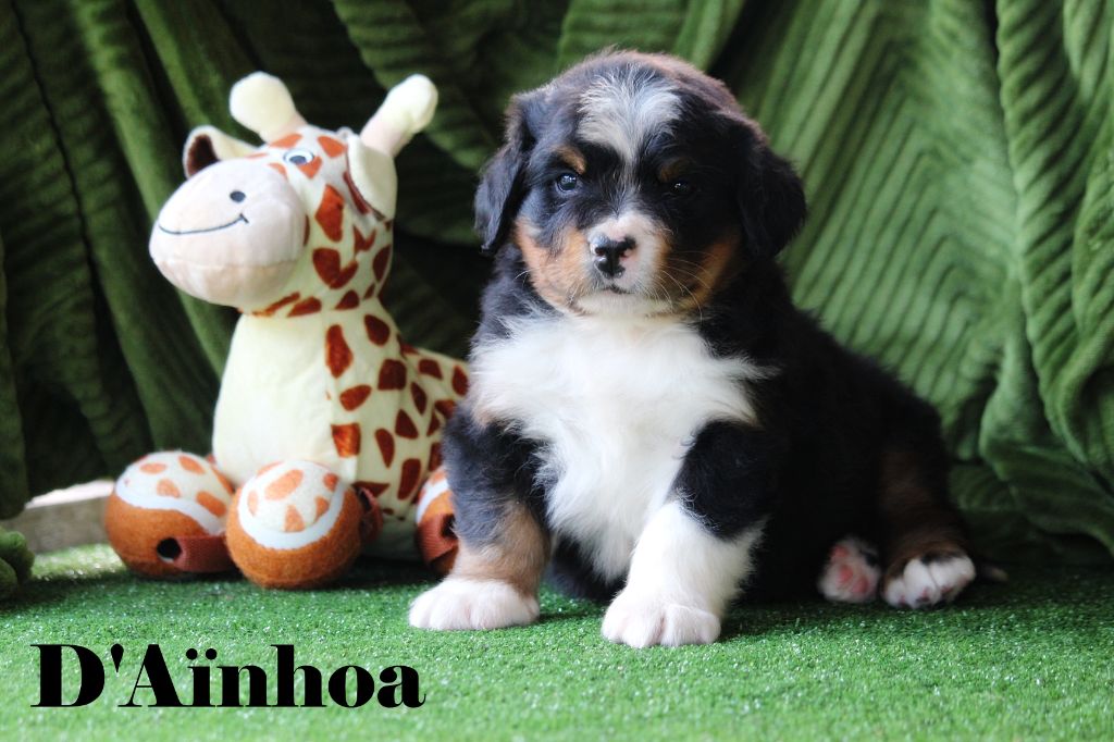 D'Ainhoa - Chiots disponibles - Bouvier Bernois