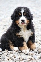 Pavlova Anna D'Aïnhoa