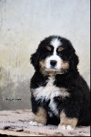 Perlipopette D'Aïnhoa