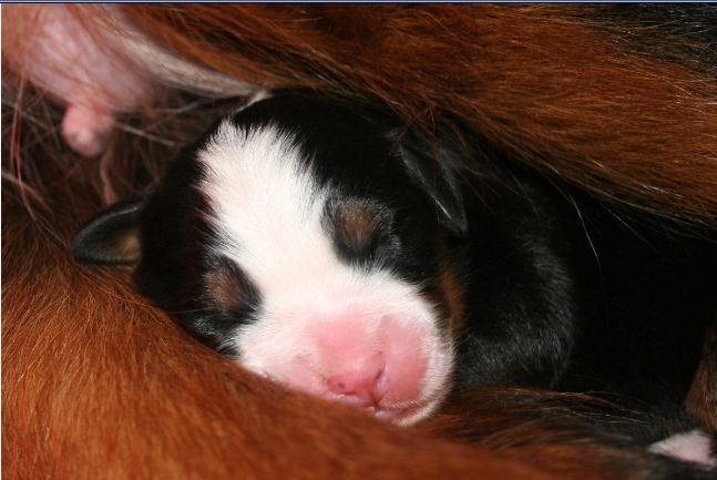 Chiot Bouvier Bernois D'Ainhoa