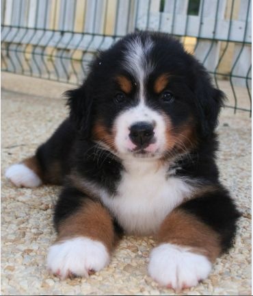 Chiot Bouvier Bernois D'Ainhoa
