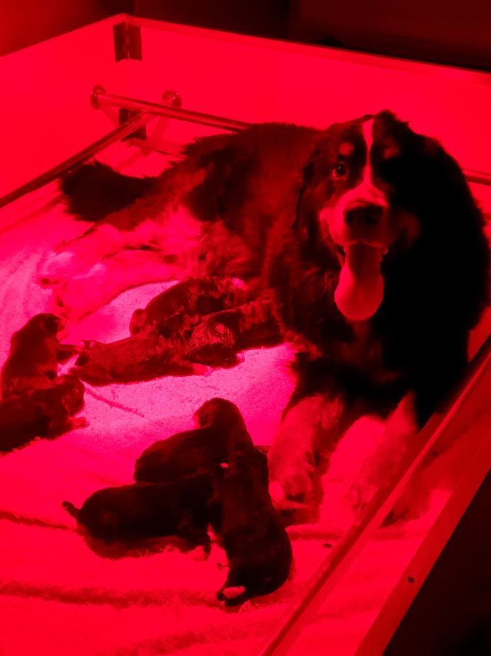 Chiot Bouvier Bernois D'Ainhoa